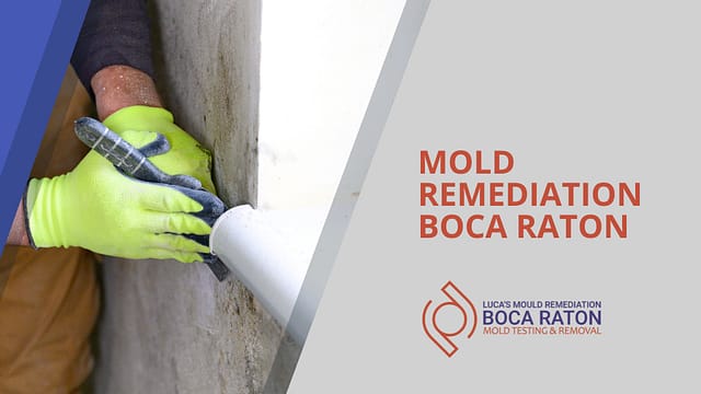 Mold Remediation Bocaraton